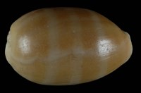 藏品(紫口寶螺)的圖片